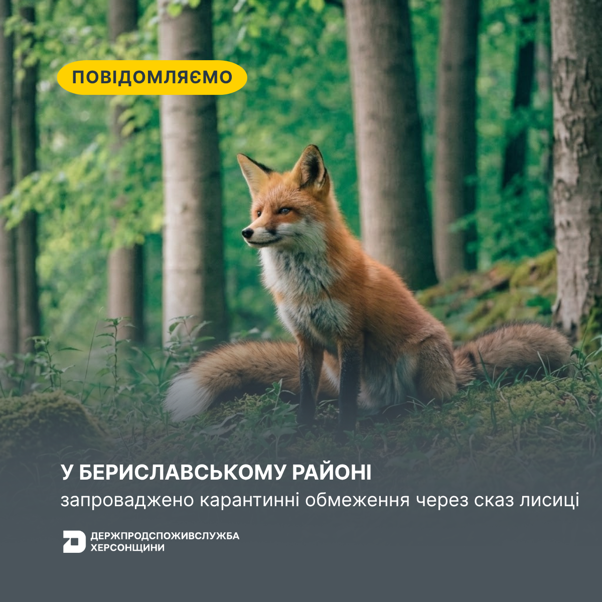 У Бериславському районі запроваджено карантинні обмеження через сказ лисиці