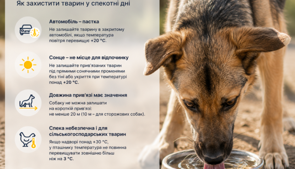 Відповідальність починається з турботи: як захистити тварин у спеку