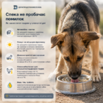 Відповідальність починається з турботи: як захистити тварин у спеку