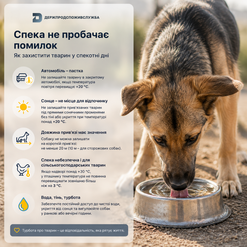Відповідальність починається з турботи: як захистити тварин у спеку