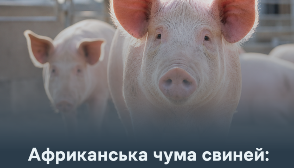 АЧС: основні ознаки