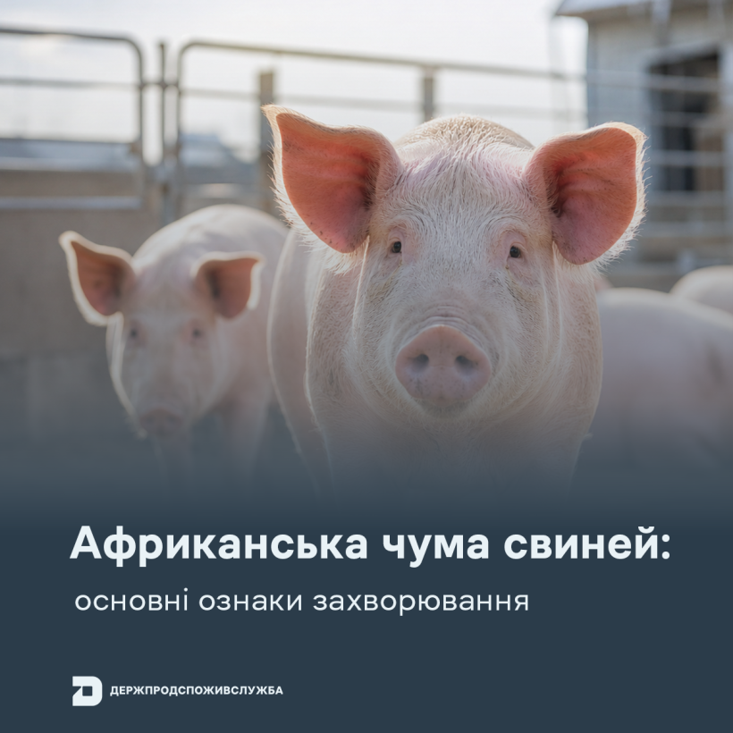 АЧС: основні ознаки