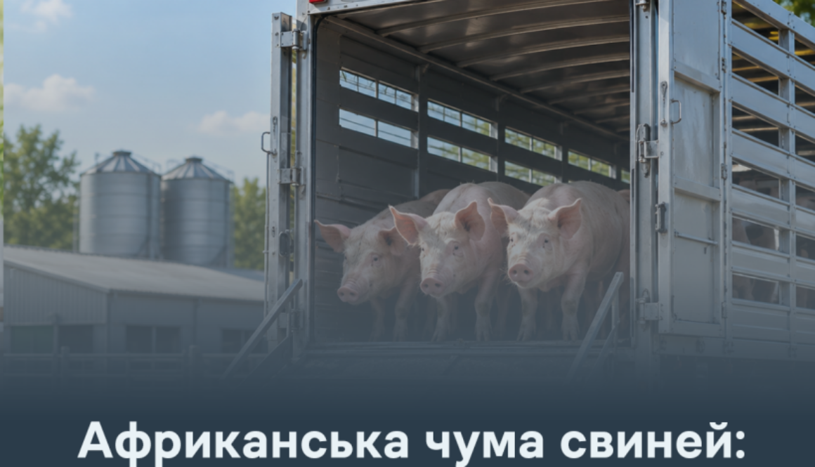 АЧС: рекомендації для недопущення захворювання