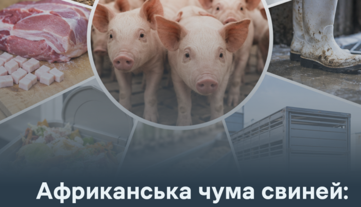 АЧС: шляхи потрапляння в господарство