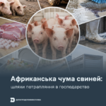 АЧС: шляхи потрапляння в господарство