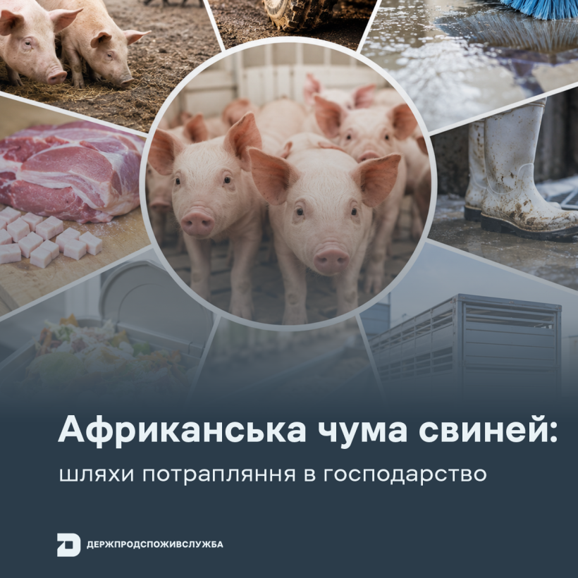 АЧС: шляхи потрапляння в господарство
