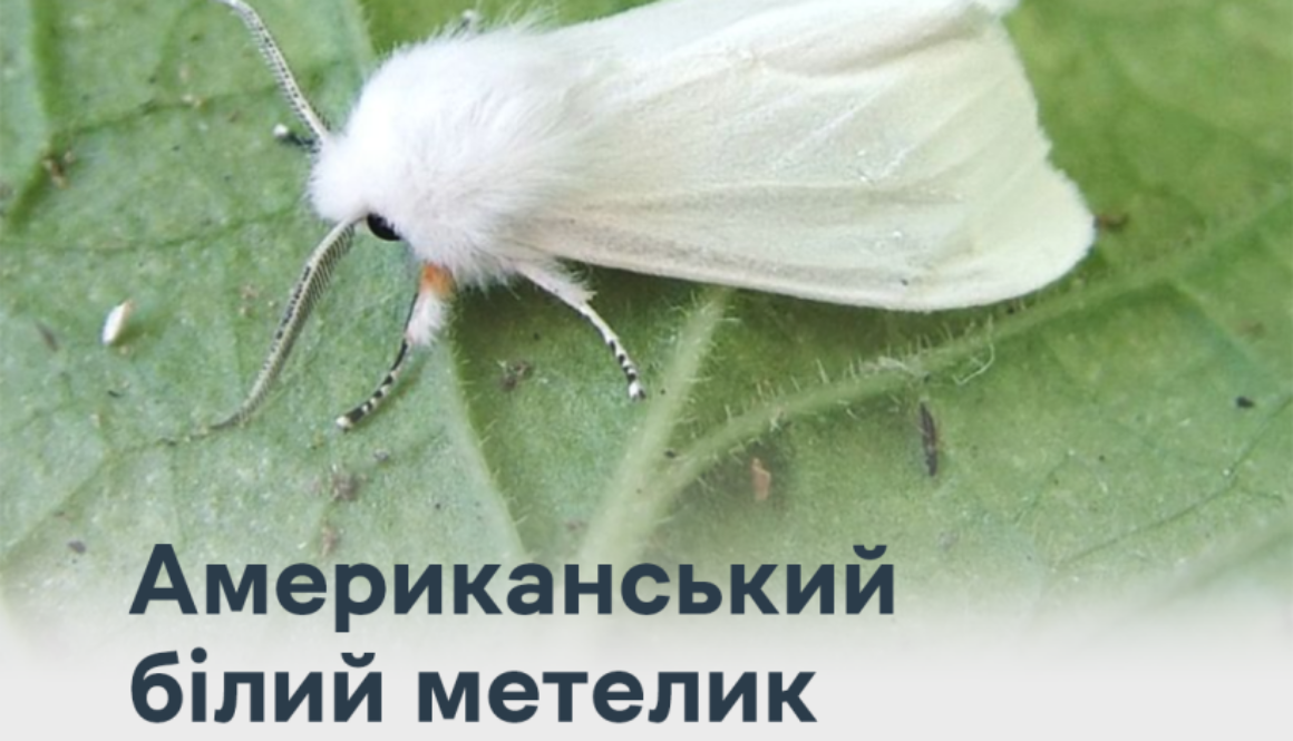 Американський білий метелик є небезпечним карантинним шкідником України