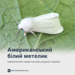 Американський білий метелик є небезпечним карантинним шкідником України