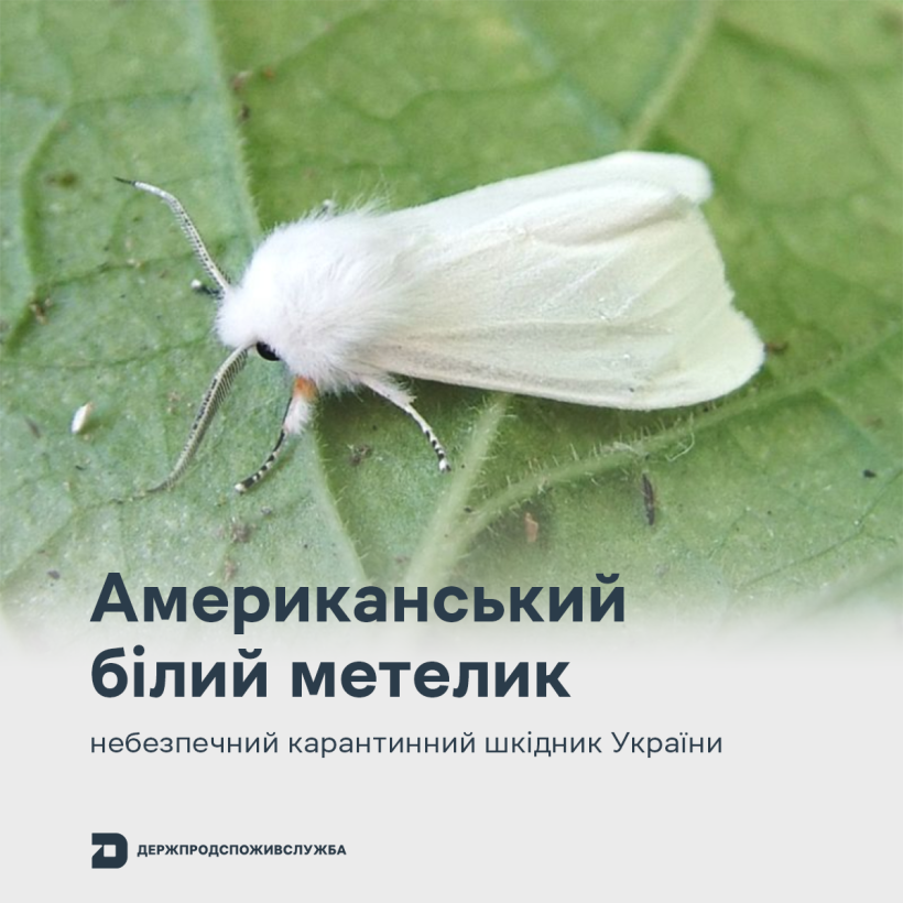 Американський білий метелик є небезпечним карантинним шкідником України