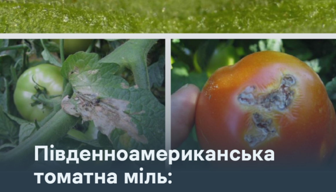 Південноамериканська томатна міль: як захистити врожай від небезпечного шкідника
