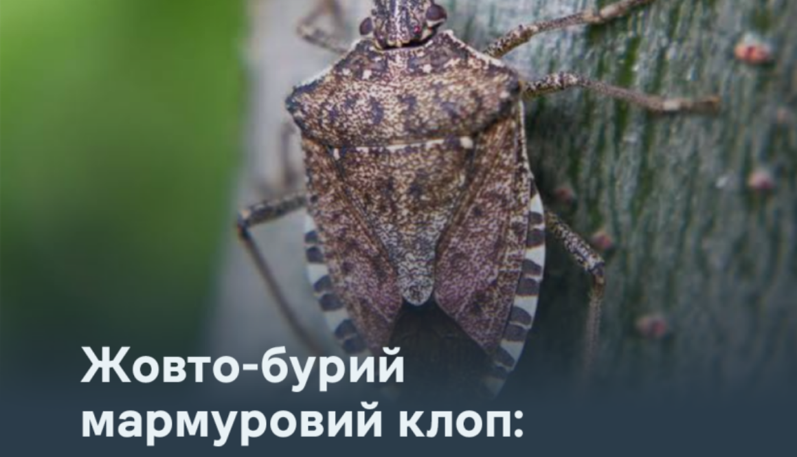 Жовто-бурий мармуровий клоп: як розпізнати небезпечного шкідника