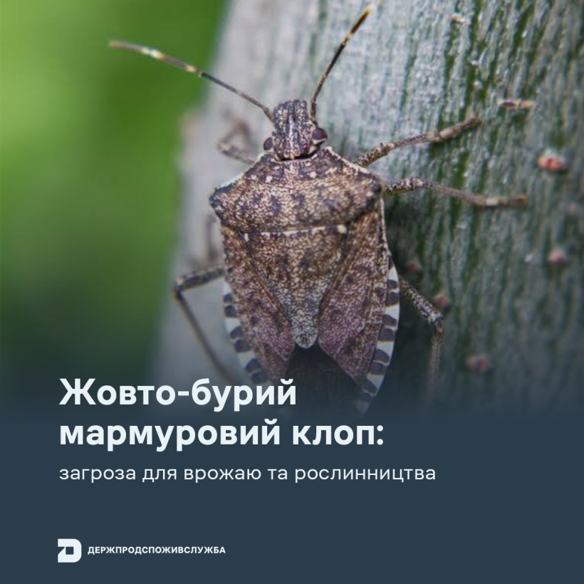 Жовто-бурий мармуровий клоп: як розпізнати небезпечного шкідника