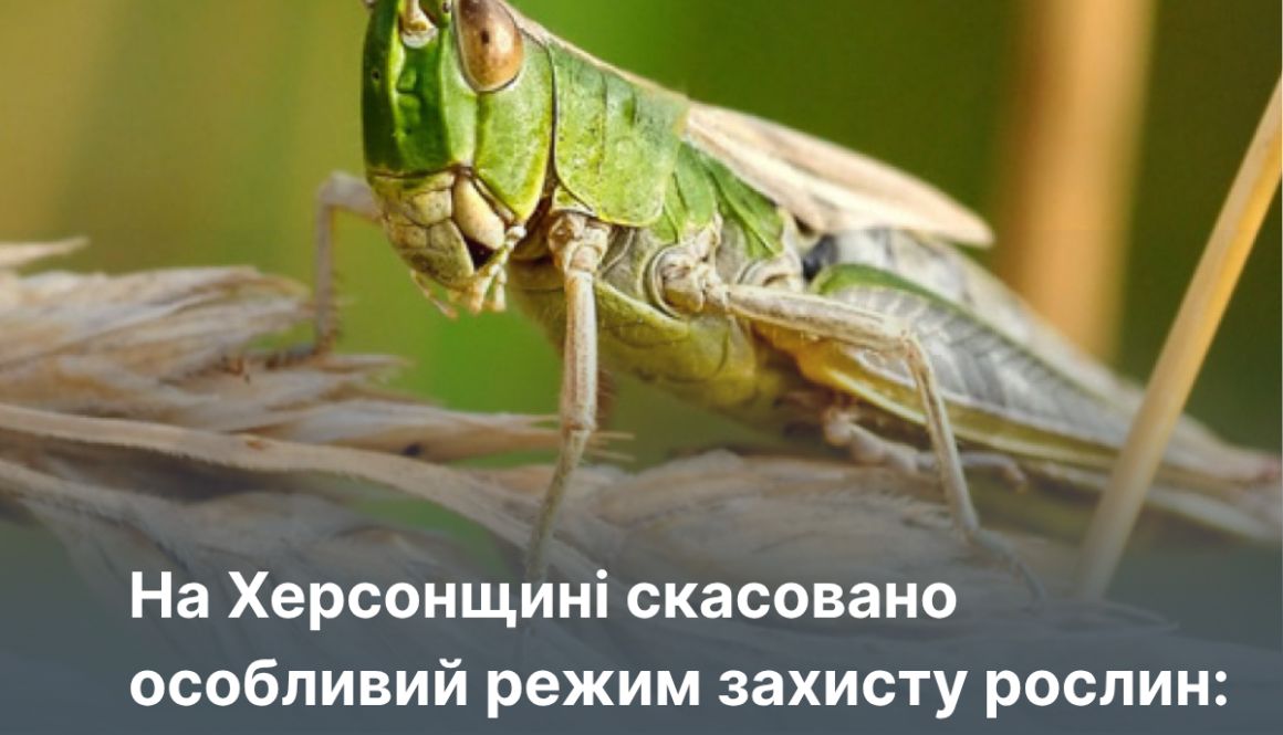 На Херсонщині скасовано особливий режим захисту рослин: осередок сарани ліквідовано