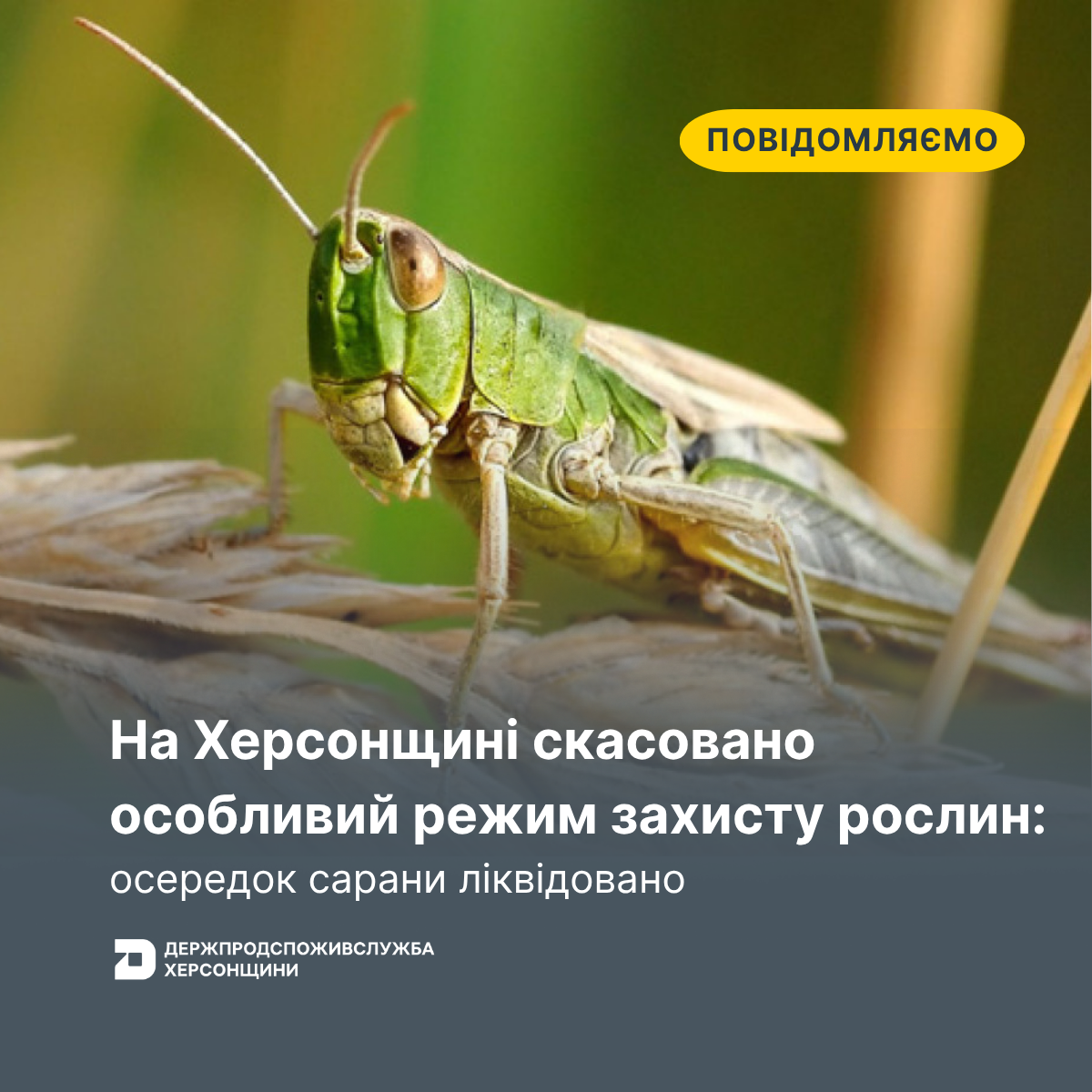 На Херсонщині скасовано особливий режим захисту рослин: осередок сарани ліквідовано