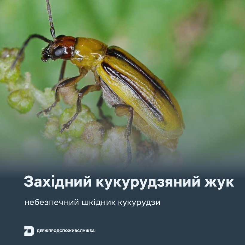 Західний кукурудзяний жук: ознаки пошкодження та заходи боротьби